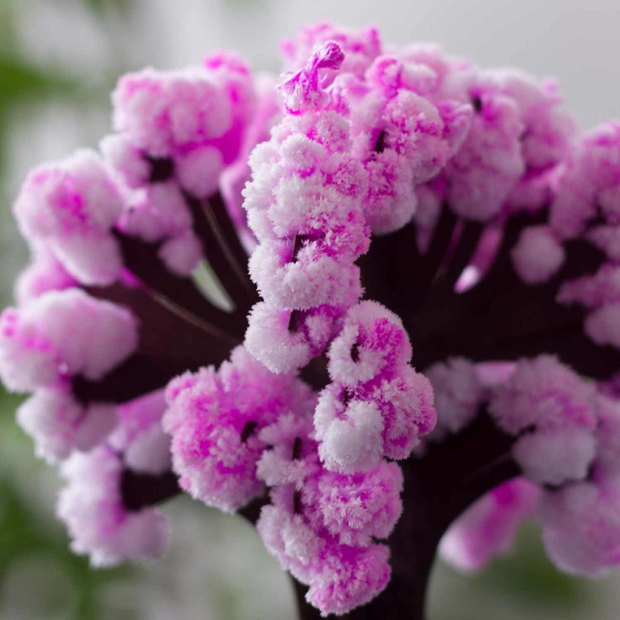 Magic Sakura Dekoartikel Kirschblüten Baum Deko Japan Dekoobjekt