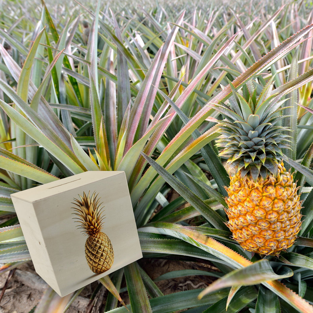 Goldene Ananas auf weißem Hintergrund Spardose