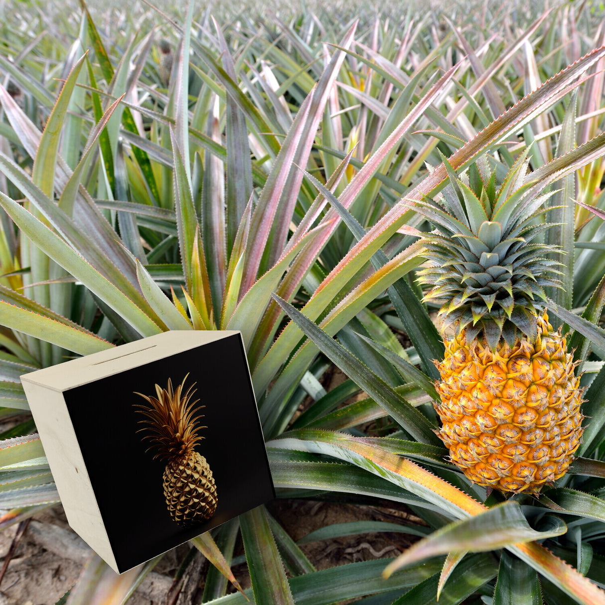 Goldene Ananas Spardose