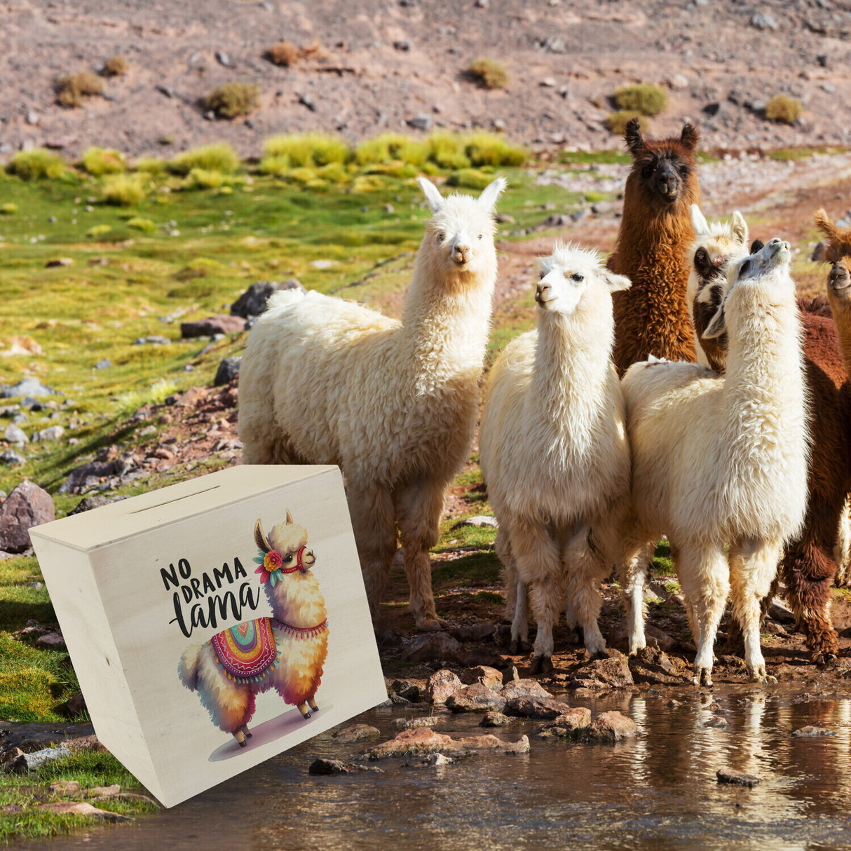 Alpaka mit bunter Satteldecke Spardose mit Spruch No Drama Lama