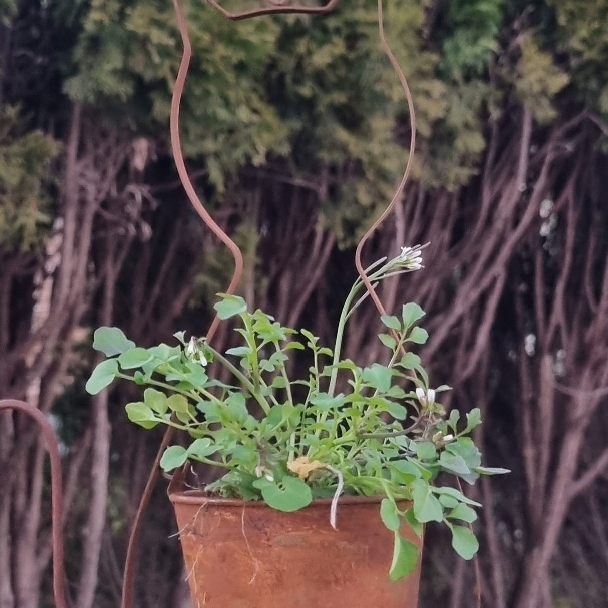 Katze Blumentopf
