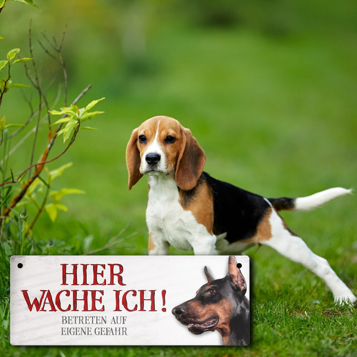 Metallschild mit Dobermann Motiv und Spruch: Betreten auf eigene Gefahr ...