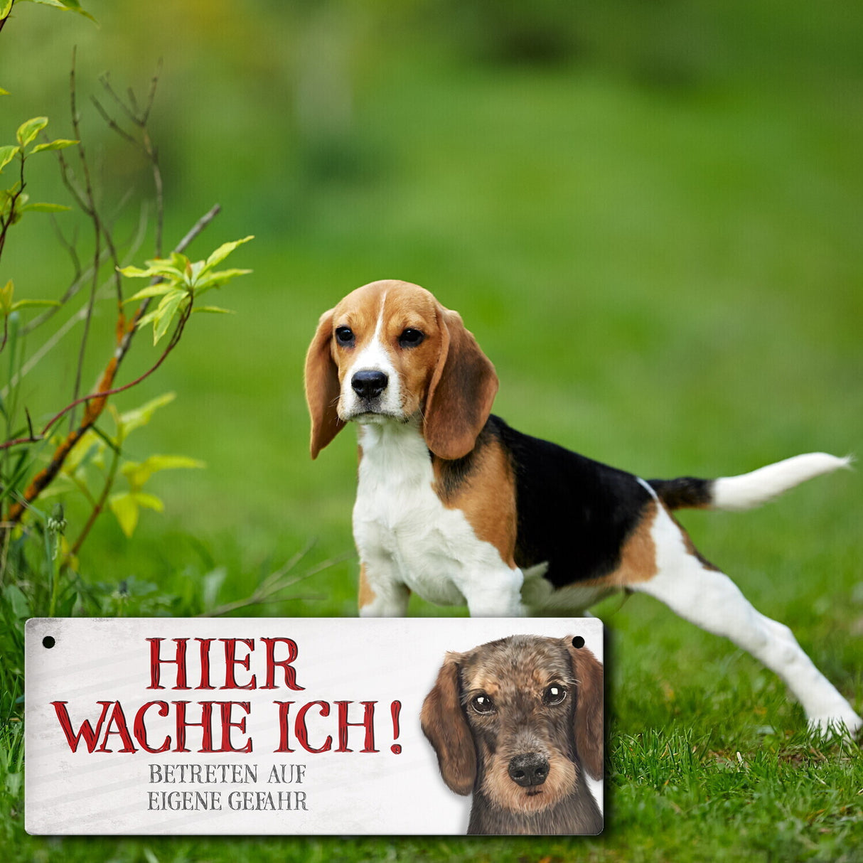 Metallschild mit Dackel Motiv und Spruch: Betreten auf eigene Gefahr ...