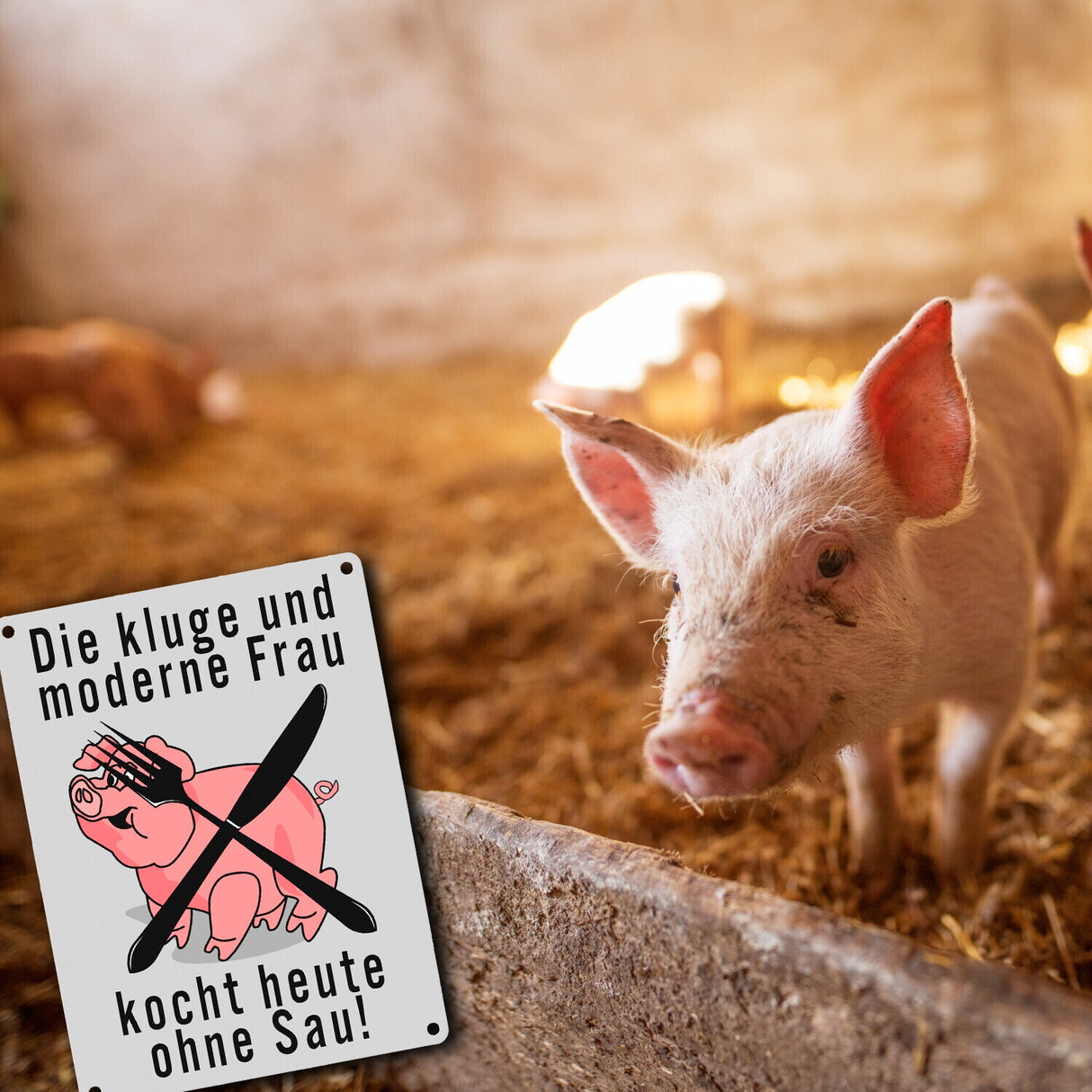 Schweine Metallschild zum Thema Vegetarier und Fleischesser