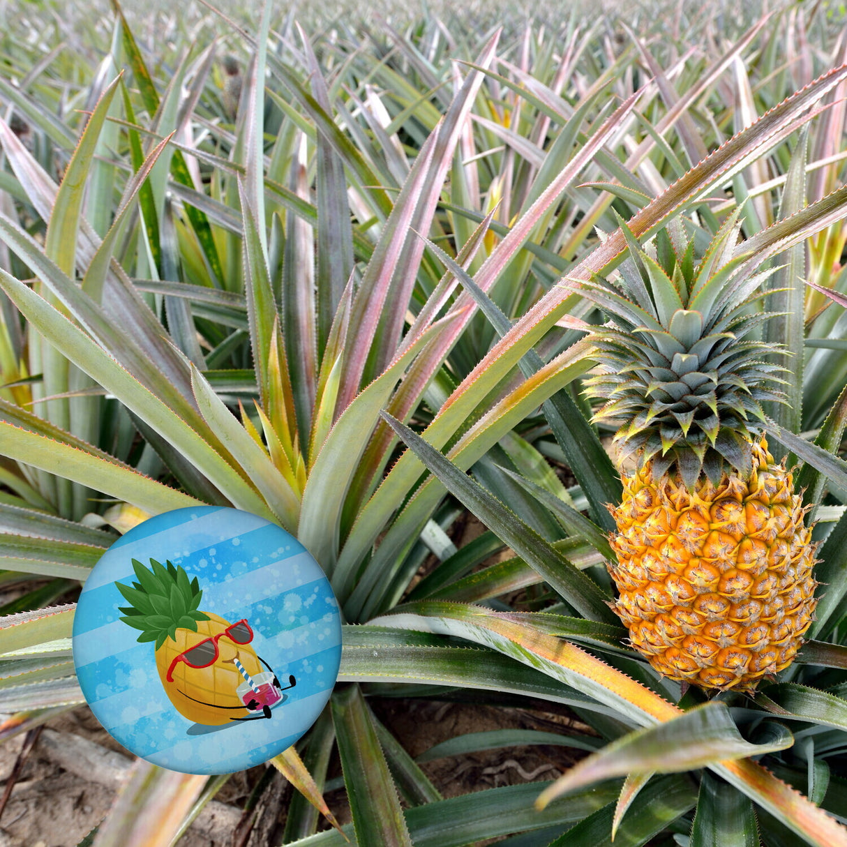 Ananas mit Sonnenbrille Sommer Magnet