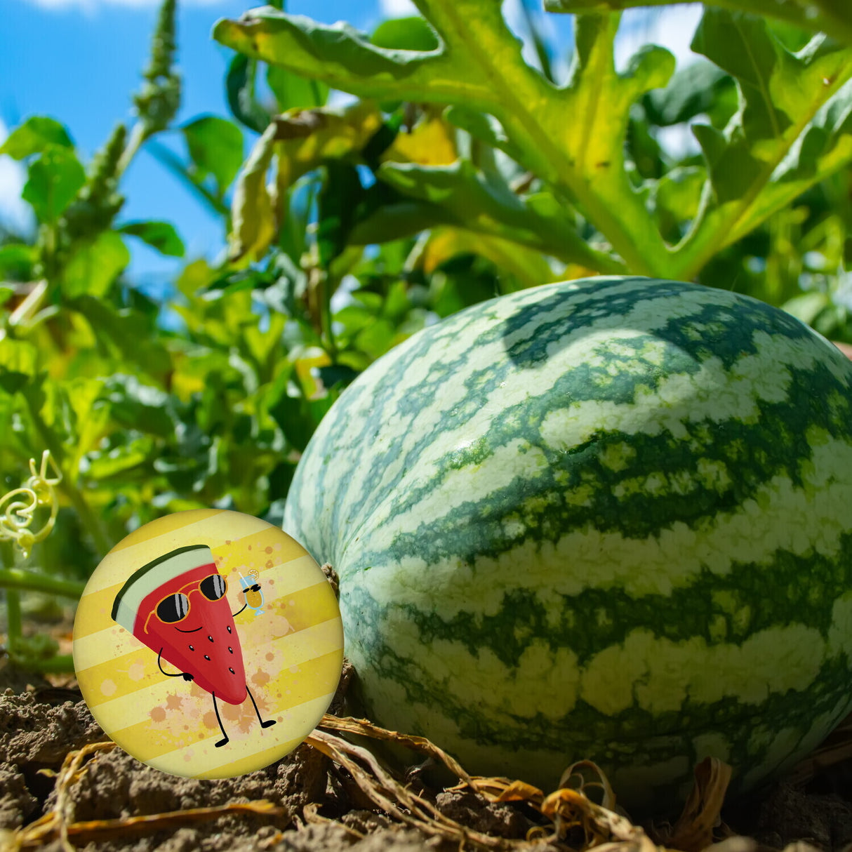 Wassermelone mit Sonnenbrille Sommer Magnet