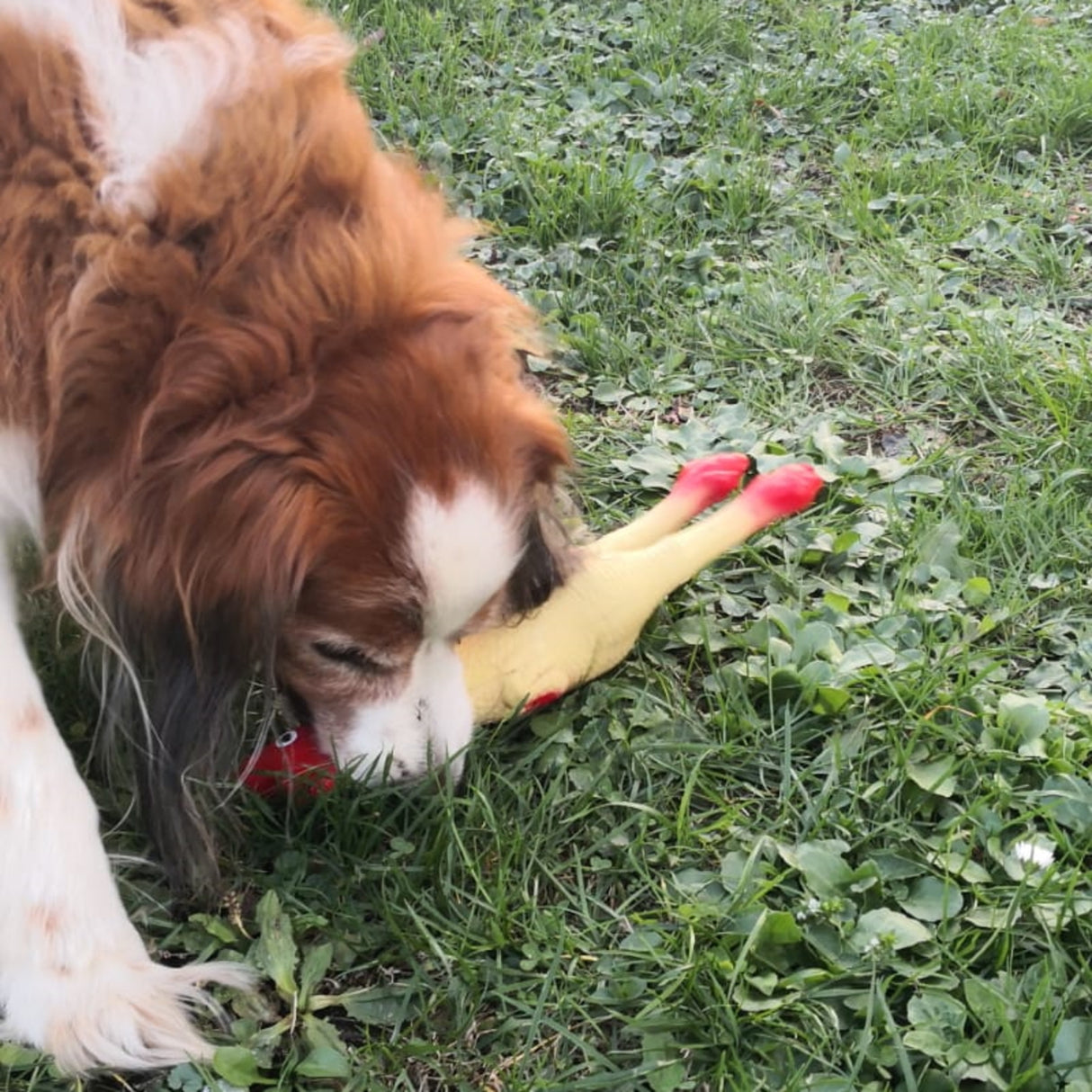 Huhn Hundespielzeug mit Quietscheffekt