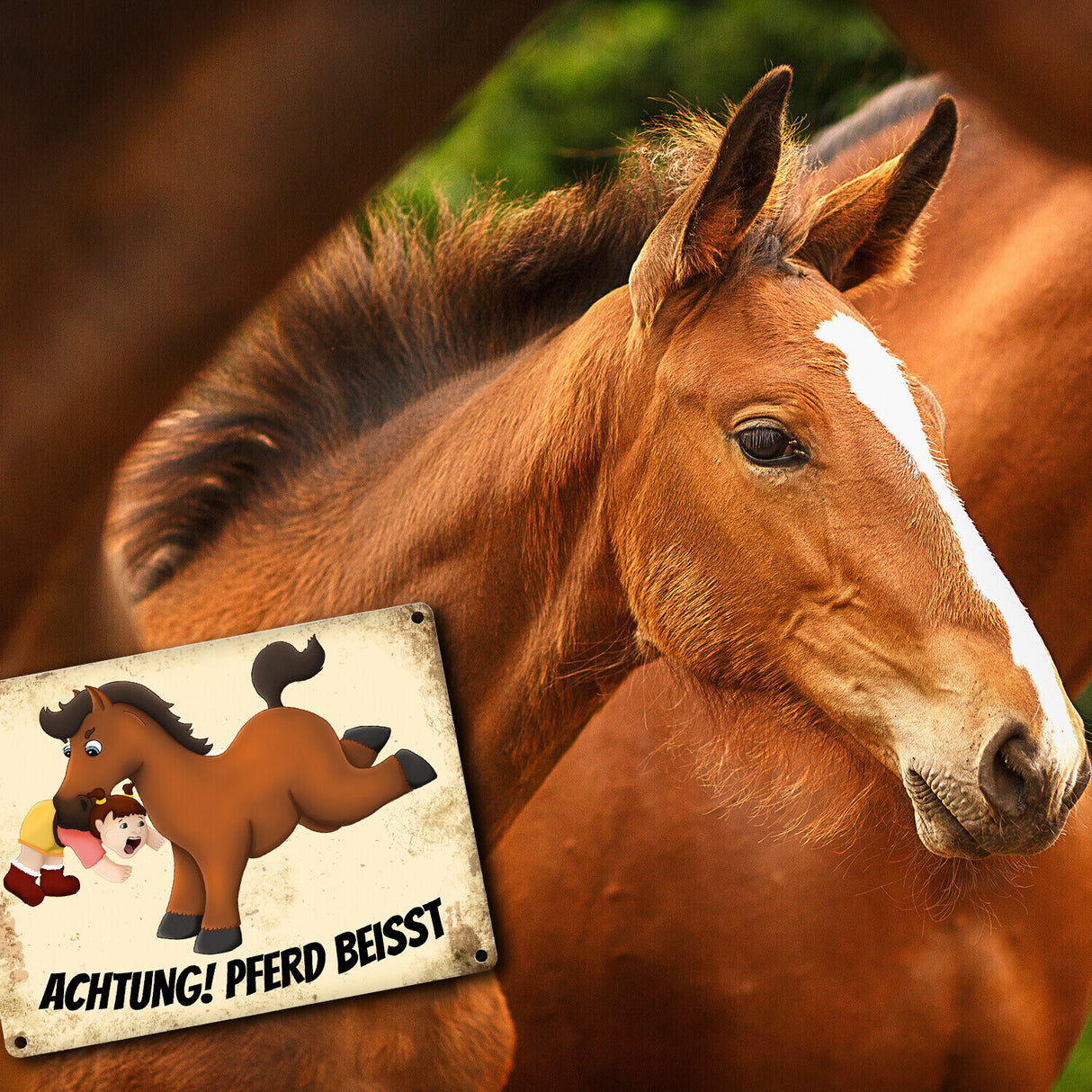 Metallschild mit Pferde Motiv und Spruch: Achtung! Pferd beisst - Warnschild Koppel