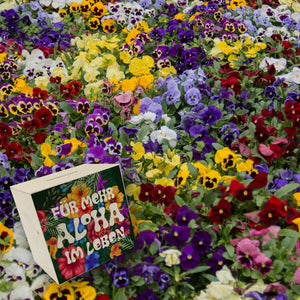 Spardose mit buntem Blumenmotiv und Spruch - Für mehr Aloha im Leben