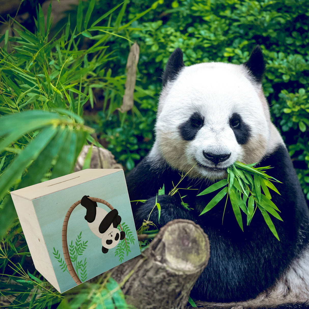 Panda auf Bambus Spardose