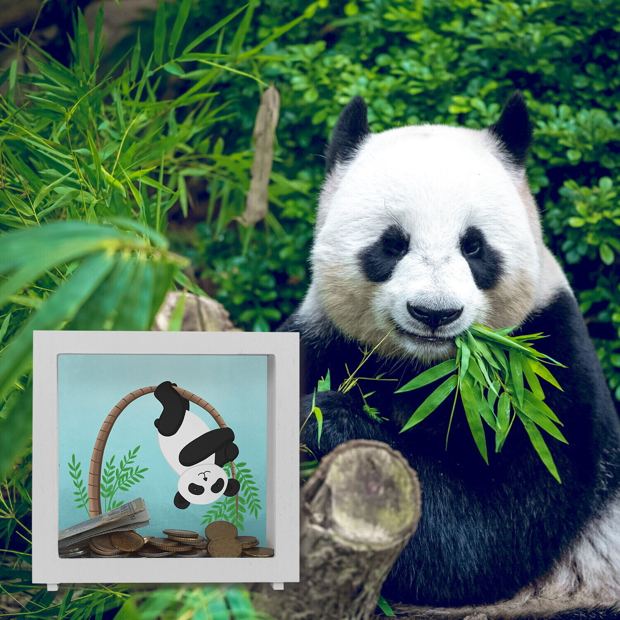 Panda auf Bambus Spardose