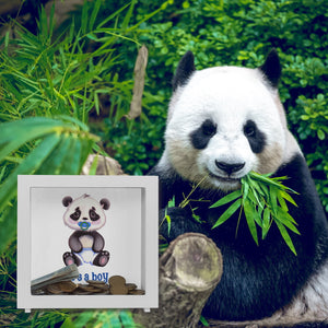 It's a boy Baby Panda Spardose