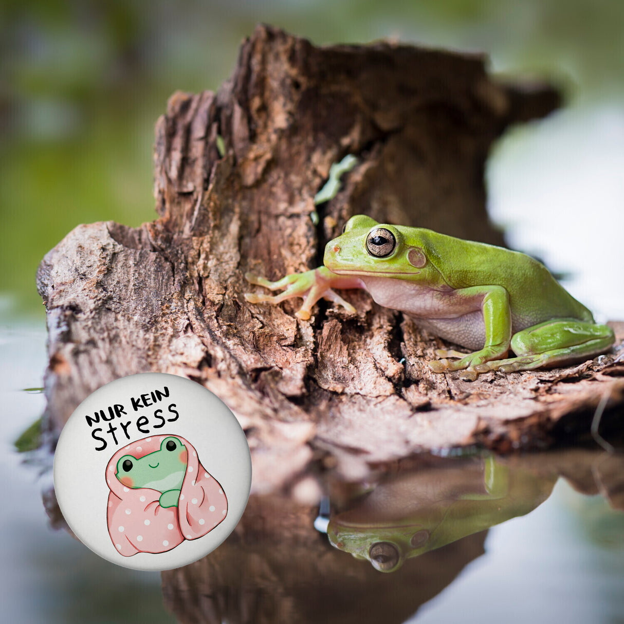Frosch er Decke Magnet rund rund mit Spruch Nur kein Stress
