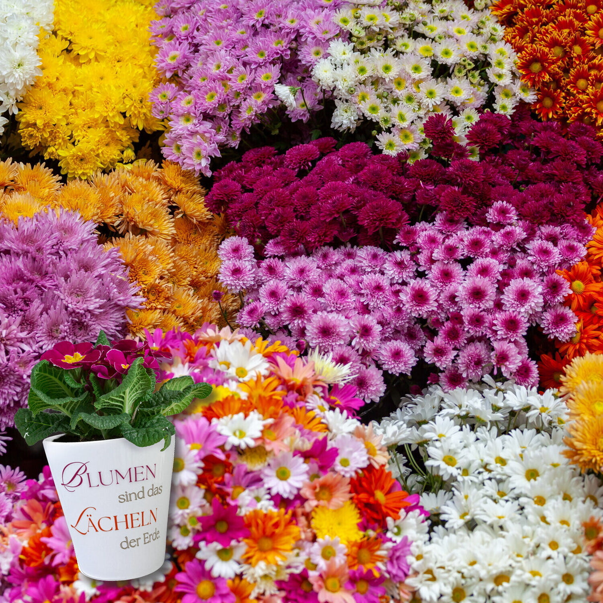 Blumen sind das Lächeln der Erde Blumentopf