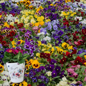 Blumen für dich Deko Blumentopf mit Spruch For You