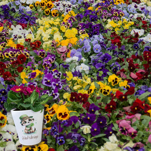 Erdmännchen Glücksbringer Blumentopf