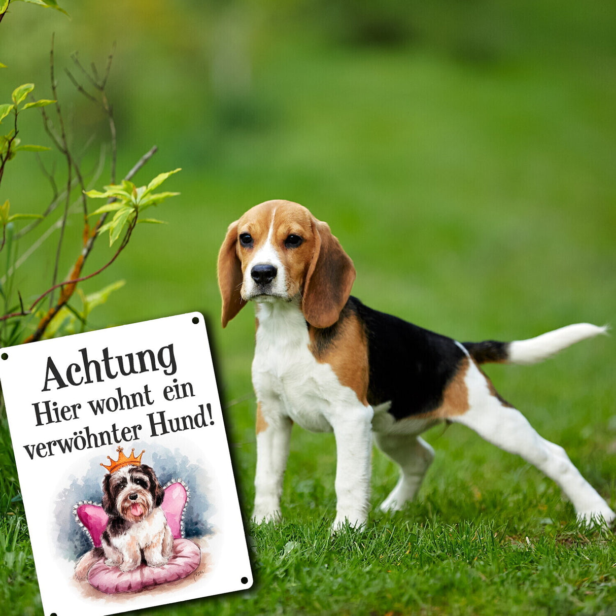 Achtung - verwöhnter Hund Metallschild in 15x20 cm