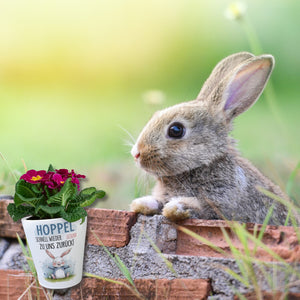 Hoppel schnell gesund zurück Blumentopf - Hase auf der Wiese