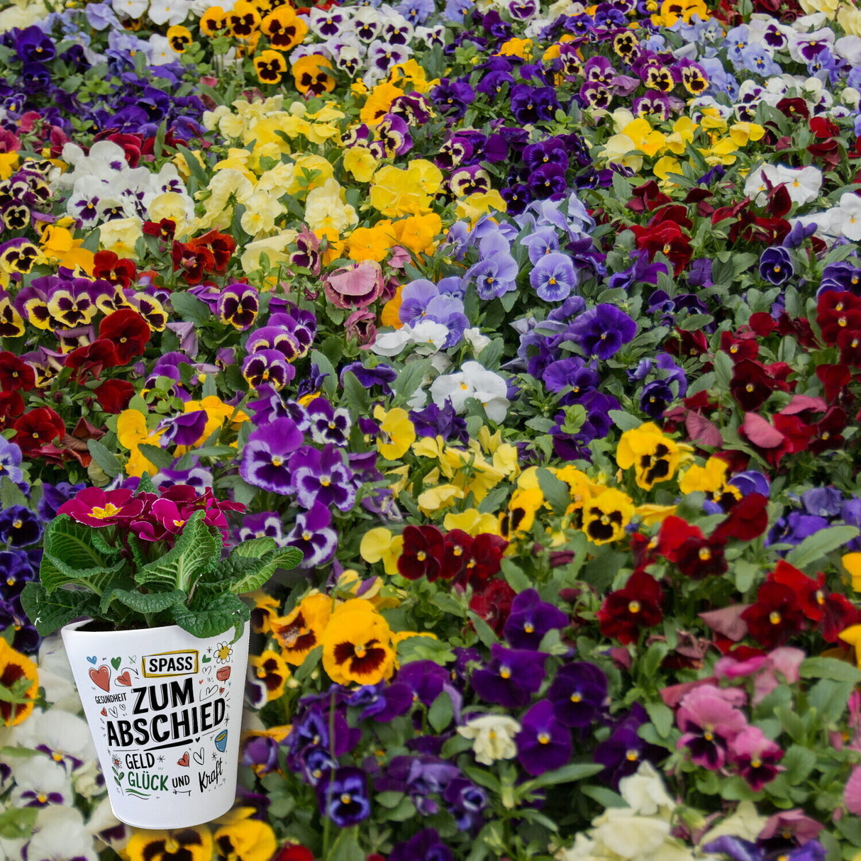 Wünsche Zum Abschied Blumentopf für Kollegen und Freunde