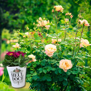 Heul doch Rose Blumentopf Rosendekor