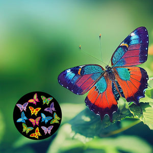 Schmetterling Magnet rund
