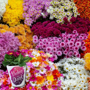 Vielen Dank Aquarelles Blumen Design Blumentopf