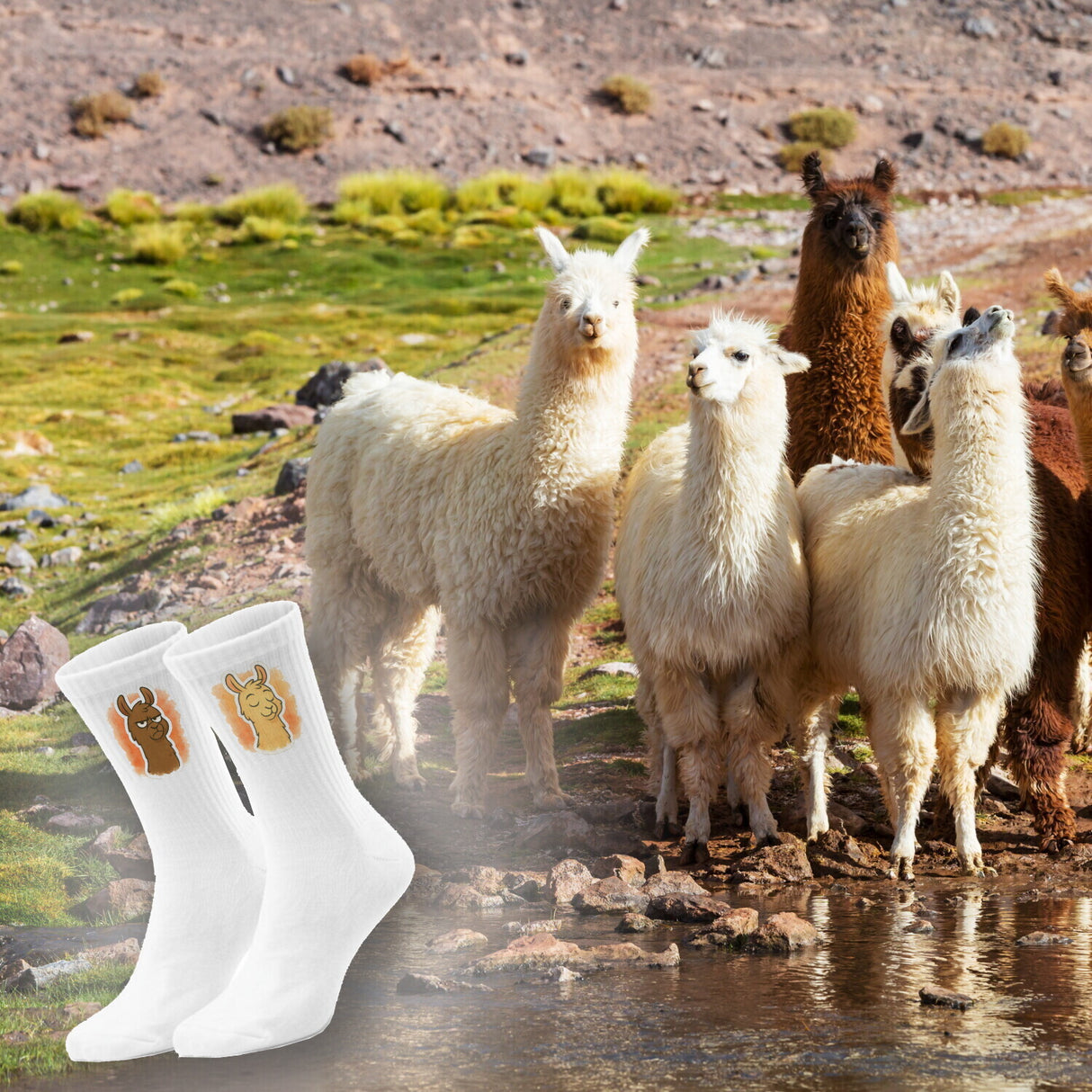 epicsocks Llama Expressions Socken in 37-41 im 6er Set in Geschenkdose im 6er Set in Geschenkbox