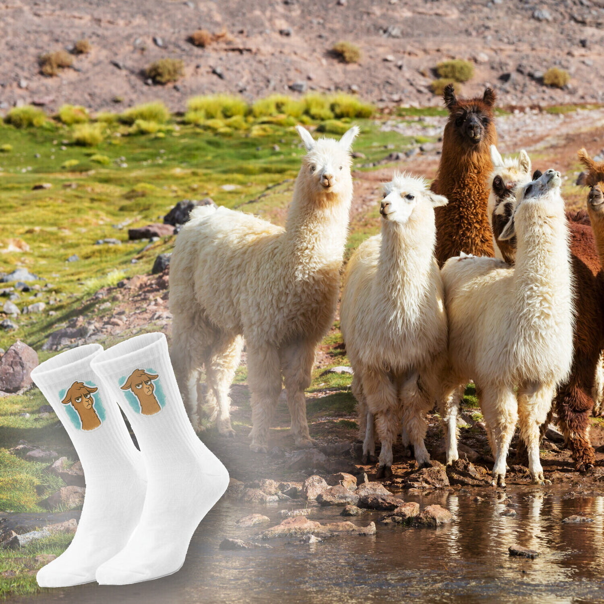 epicsocks Llama Expressions Unbeeindruckte Lama Socken in 37-41 im Paar