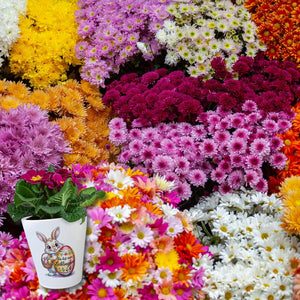 Osterhase Du bist mein Lieblingshase Blumentopf