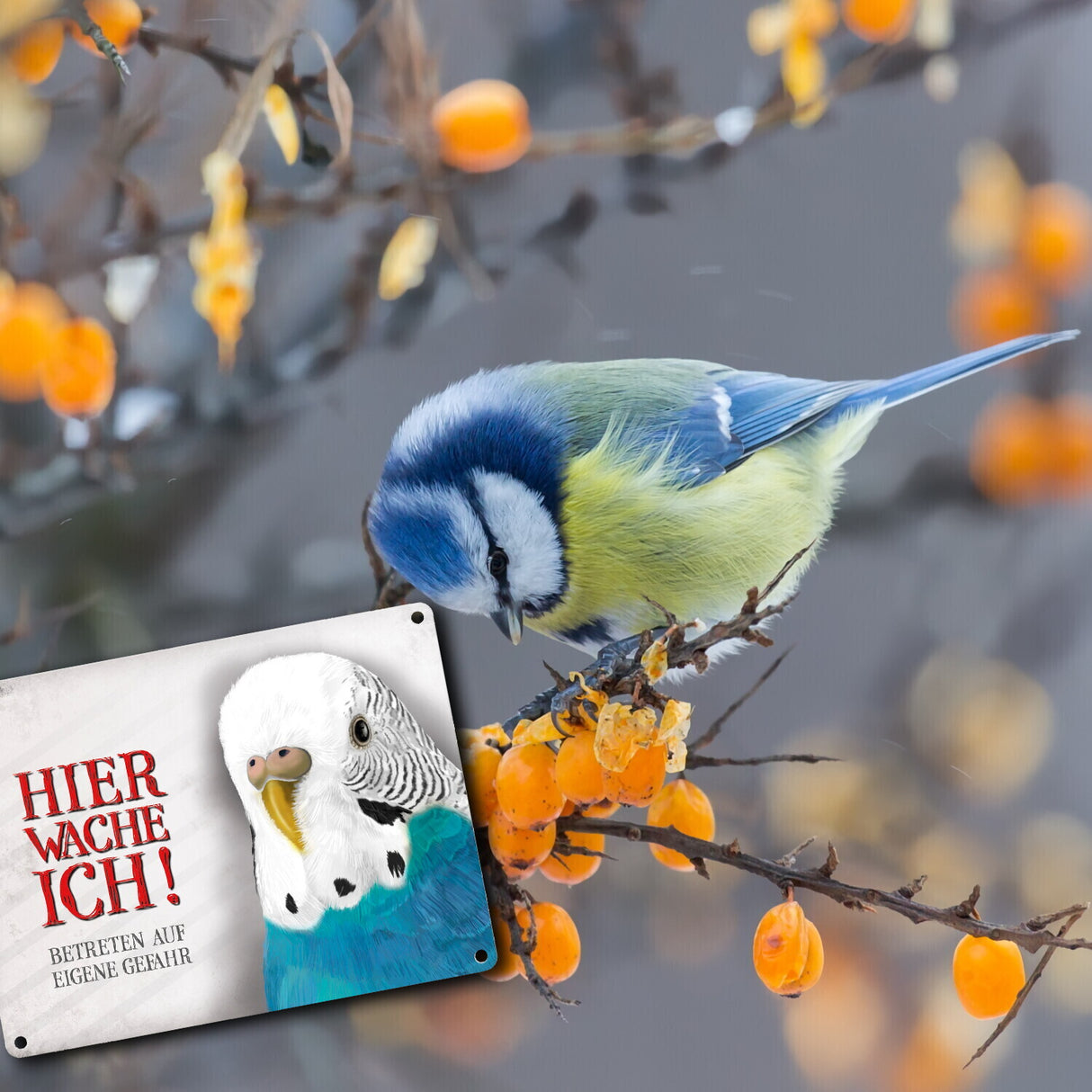 Metallschild mit Wellensittich Motiv und Spruch: Betreten auf eigene Gefahr ...