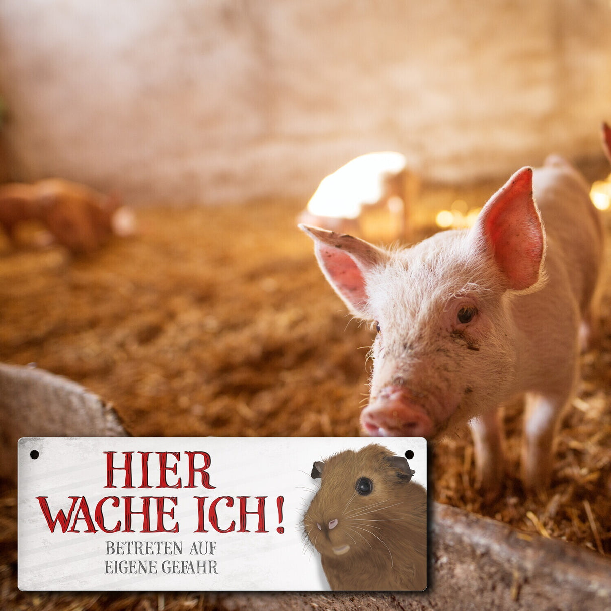 Metallschild mit Meerschweinchen Motiv und Spruch: Betreten auf eigene Gefahr ...