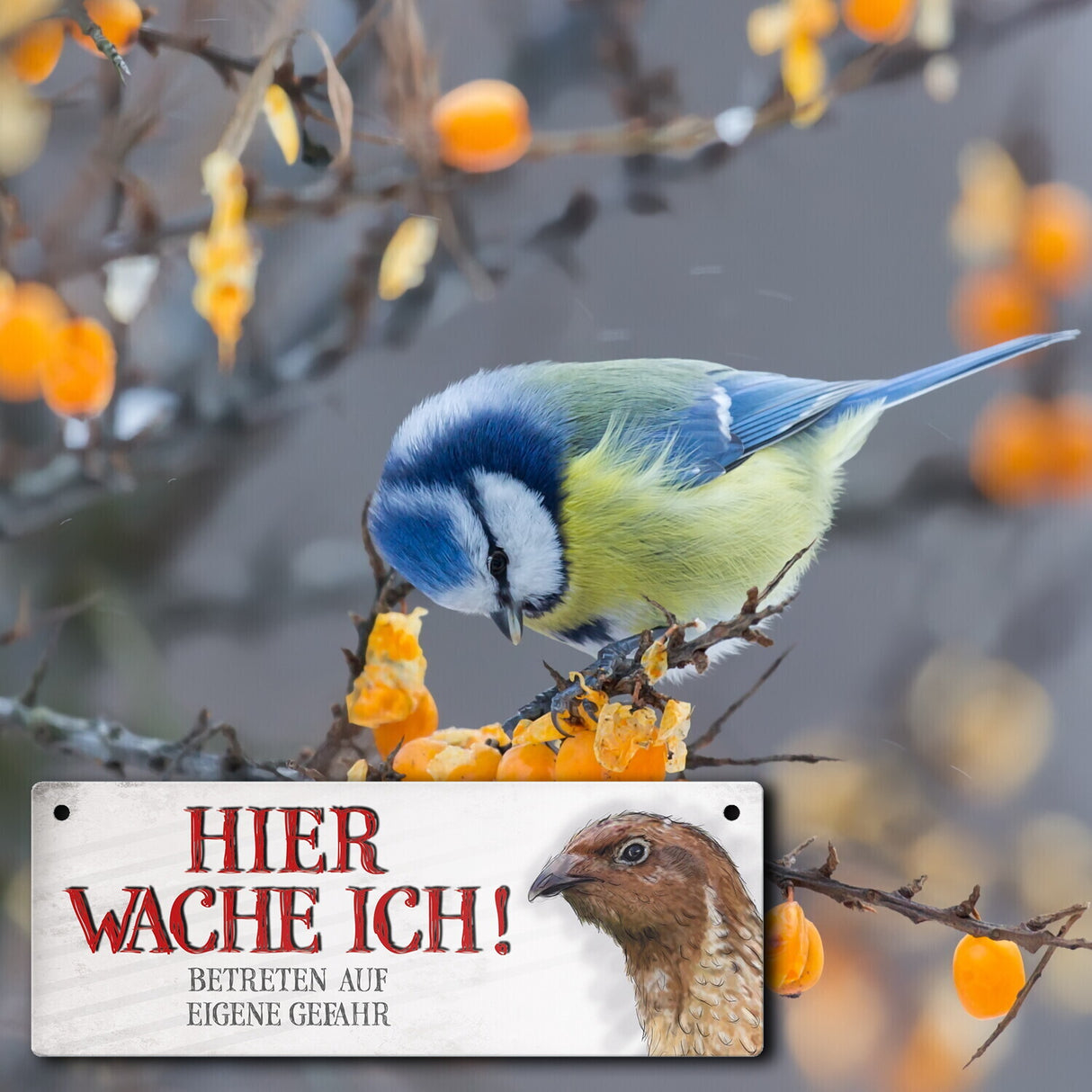 Metallschild mit Wachtel Motiv und Spruch: Betreten auf eigene Gefahr ...