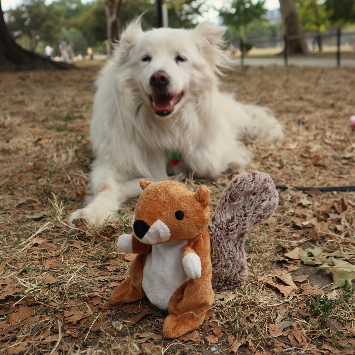 Eichhörnchen 2in1 Hundespielzeug