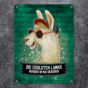 Metallschild mit Spruch: Die coolsten Lamas werden im Mai geboren