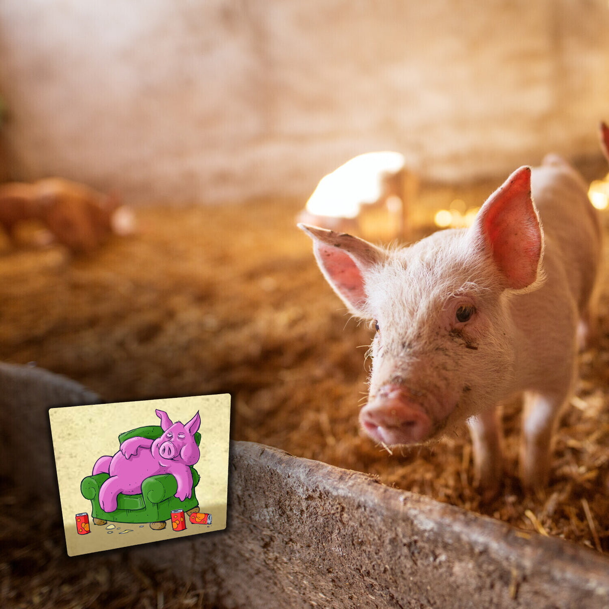Magnetset mit Saustall Motiv: dickes Schwein liegt auf Couch 8er Set Magnete
