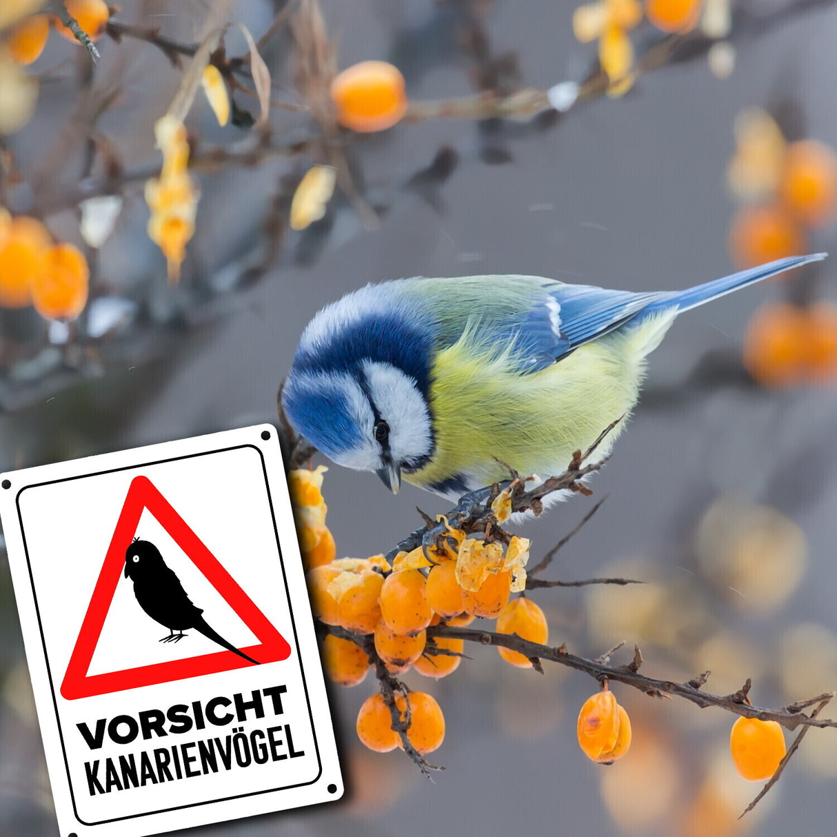 {Vorsicht Kanarienvogel} Metallschild mit Vogel Silhouette