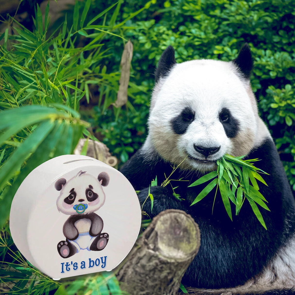 It's a boy Baby Panda Spardose