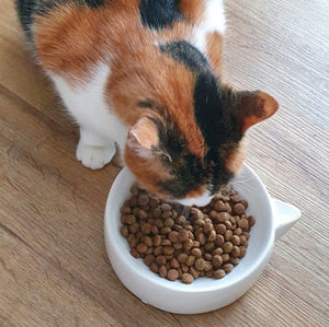 Katze Futternapf