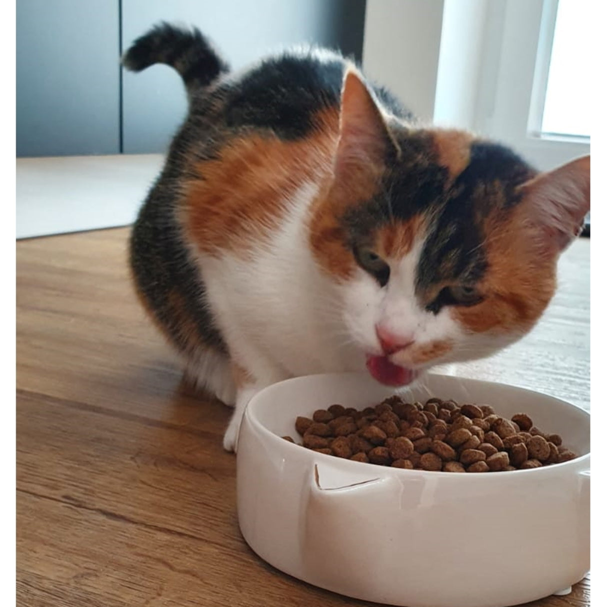 Katze Futternapf