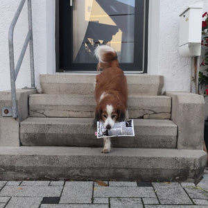 Fake News Zeitung Hundespielzeug