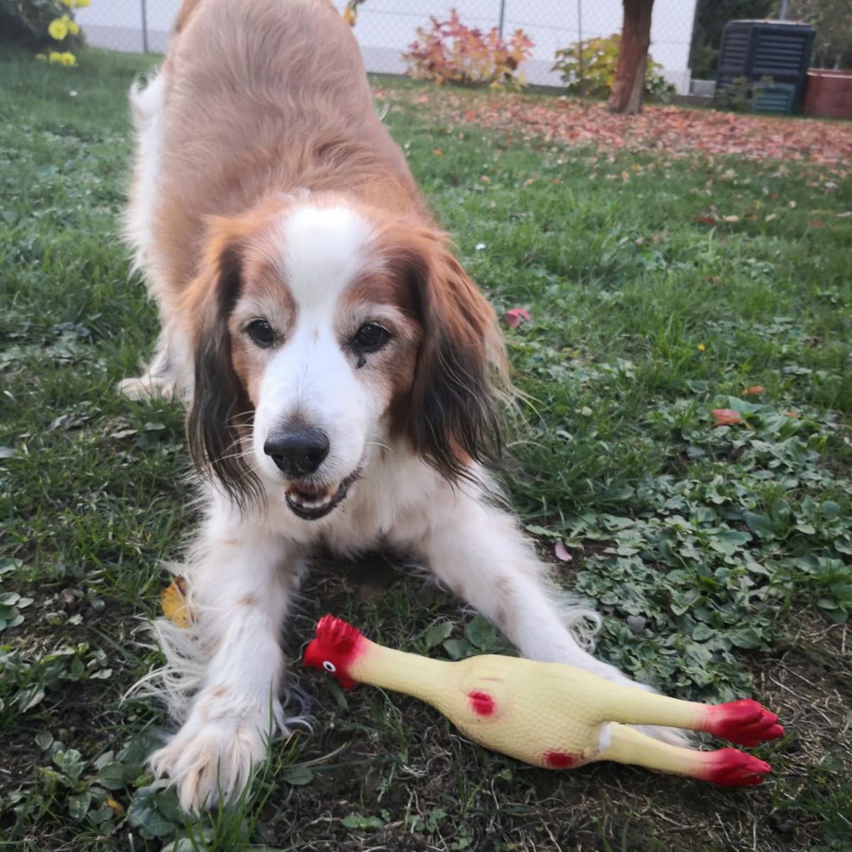 Huhn Hundespielzeug mit Quietscheffekt