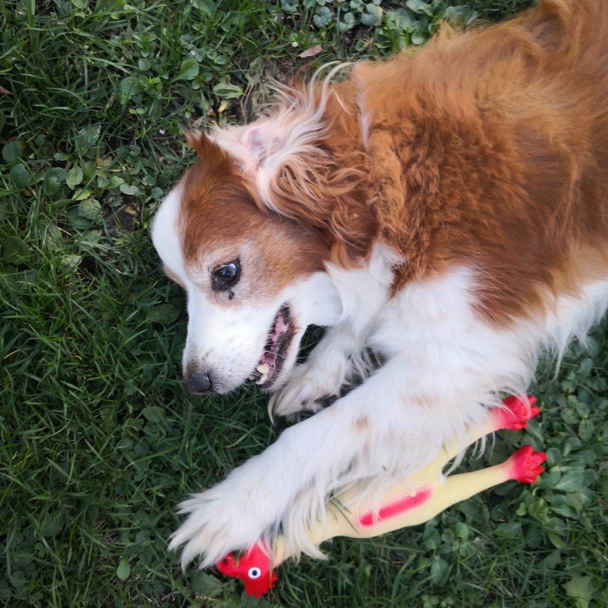 Huhn Hundespielzeug mit Quietscheffekt