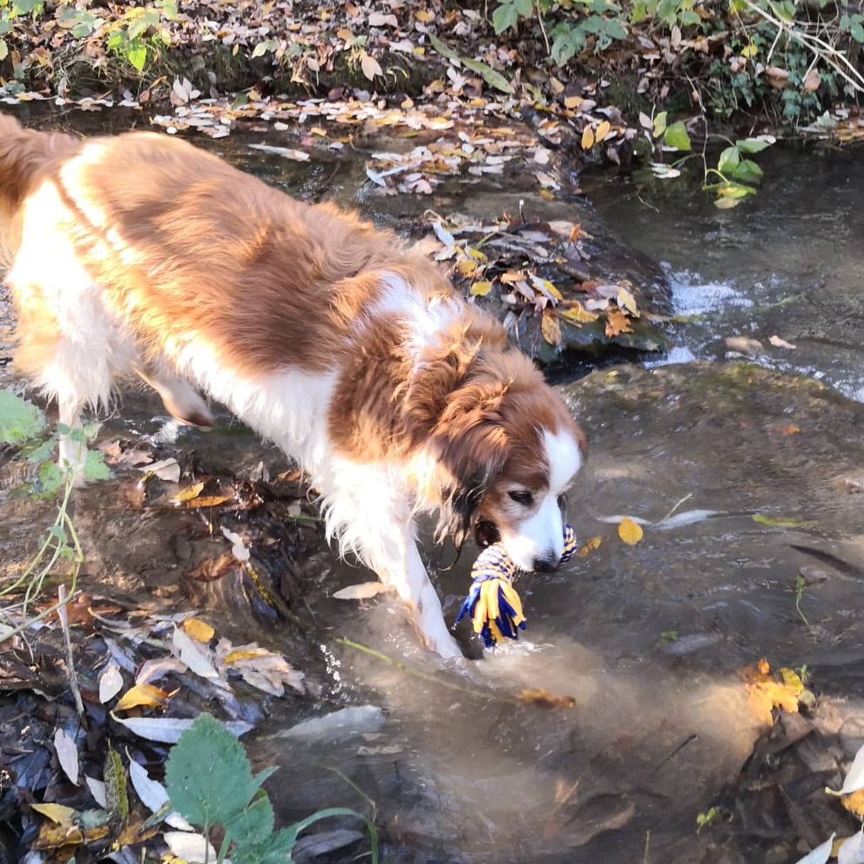 Wurftau Hundespielzeug mit Quietscheffekt in gelb-blau