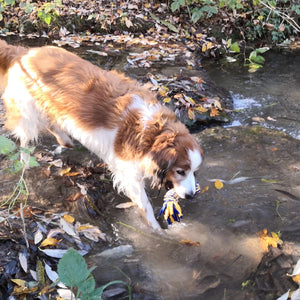 Wurftau Hundespielzeug mit Quietscheffekt in gelb-blau