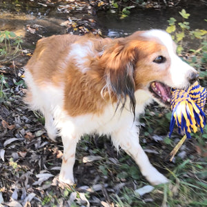 Wurftau Hundespielzeug mit Quietscheffekt in gelb-blau